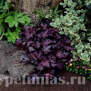 Гейхера Palace Purple - 5 шт 10586 - фото 1756