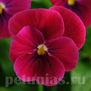 Виола Sorbet Carmine Rose - 5 шт 10501 - фото 1758