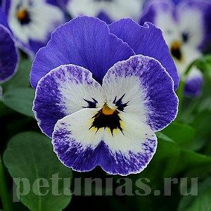 Виола Sorbet XP Delft Blue - 5 шт 10504 - фото 1761