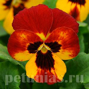 Виола Sorbet Fire - 5 шт 10506 - фото 1763