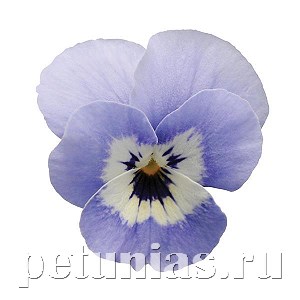 Виола Sorbet XP Marina - 5 шт 10509 - фото 1766