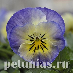 Виола Sorbet XP Neptune - 5 шт 10512 - фото 1769