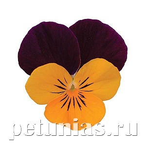Виола Sorbet XP Orange Jump Up - 5 шт 10513 - фото 1770