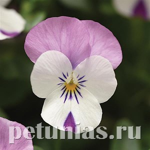 Виола Sorbet XP Pink Wing - 5 шт 10514 - фото 1771
