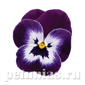 Виола Sorbet XP Purple Face - 5 шт 10515 - фото 1772