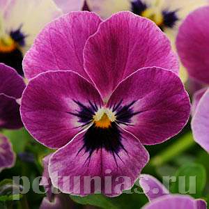 Виола Sorbet XP Raspberry - 5 шт 10516 - фото 1773