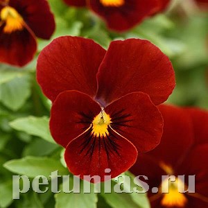 Виола Sorbet XP Red - 5 шт 10517 - фото 1774