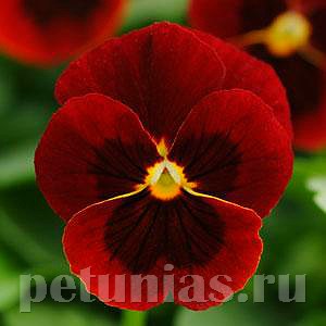 Виола Sorbet Red Blotch - 5 шт 10518 - фото 1775