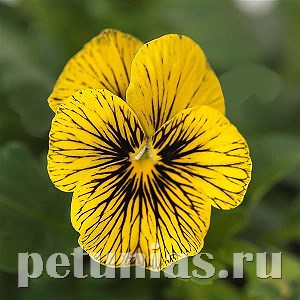 Виола Sorbet Tiger Eye - 5 шт 10520 - фото 1777
