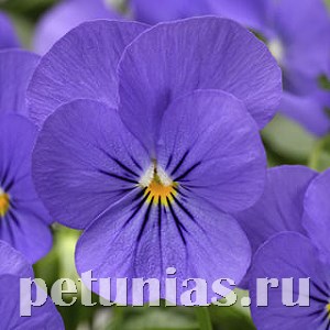 Виола Penny Blue - 5 шт 10465 - фото 1790