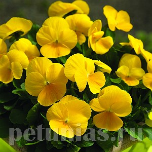 Виола Penny Clear Yellow - 5 шт 10467 - фото 1792
