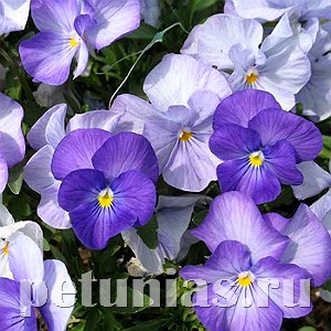 Виола Penny Lavender Shades - 5 шт 10470 - фото 1795