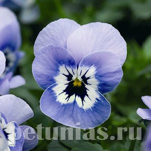 Виола Penny Marina - 5 шт 10471 - фото 1796
