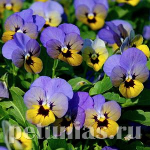 Виола Penny Marlies - 5 шт 10472 - фото 1797