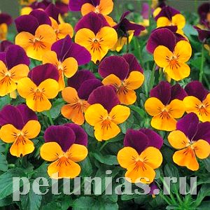 Виола Penny Orange Jump-up - 5 шт 10475 - фото 1800