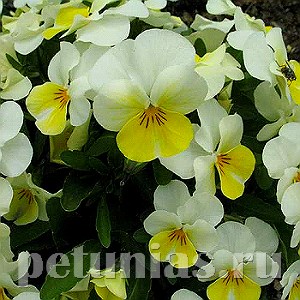 Виола Penny Primerose Bicolor - 5 шт 10478 - фото 1803