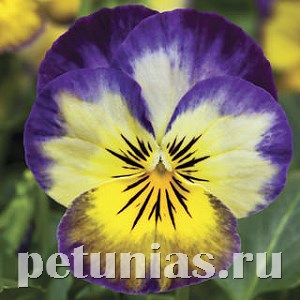 Виола Penny Primerose Picotee - 5 шт 10479 - фото 1804