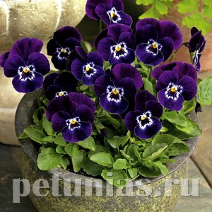 Виола Penny Purple Marina - 5 шт 10481 - фото 1806