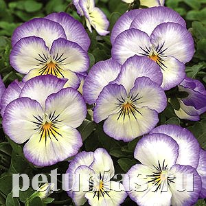 Виола Penny Purple Picotee - 5 шт 10482 - фото 1807