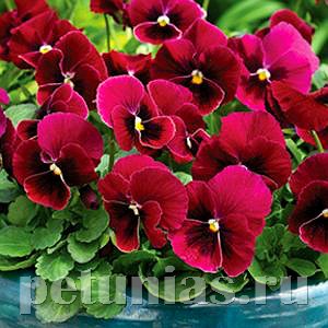 Виола Penny Rose Blotch - 5 шт 10486 - фото 1811