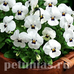 Виола Penny White Blotch - 5 шт 10489 - фото 1814