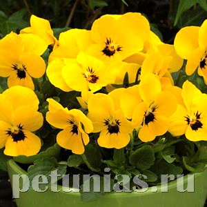 Виола Penny Yellow Blotch - 5 шт 10491 - фото 1816