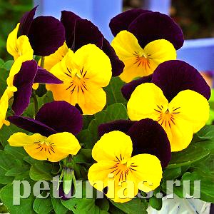 Виола Penny Yellow Jump-up - 5 шт 10492 - фото 1817