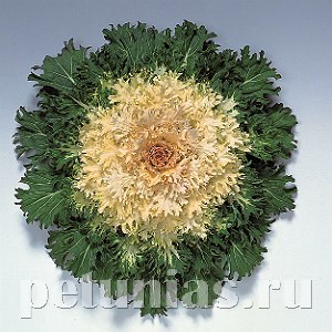 Капуста декоративная Coral Prince - 10 шт 10651 - фото 1818