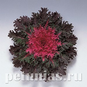 Капуста декоративная Coral Queen - 10 шт 10652 - фото 1819