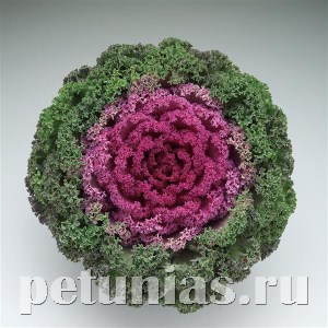 Капуста декоративная Kamome Bright Red - 10 шт 10653 - фото 1821