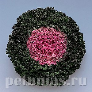 Капуста декоративная Kamome Pink - 10 шт 10655 - фото 1823