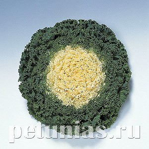 Капуста декоративная Kamome White - 10 шт 10657 - фото 1825