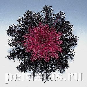 Капуста декоративная Peacock Red - 10 шт 10658 - фото 1826