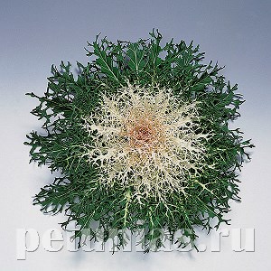 Капуста декоративная Peacock White - 10 шт 10659 - фото 1827