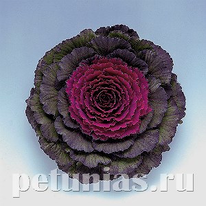 Капуста декоративная Pigeon Purple - 10 шт 10660 - фото 1828