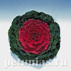 Капуста декоративная Pigeon Red - 10 шт 10661 - фото 1829
