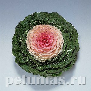 Капуста декоративная Pigeon Victoria - 10 шт 10662 - фото 1830