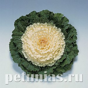 Капуста декоративная Pigeon White - 10 шт 10663 - фото 1831