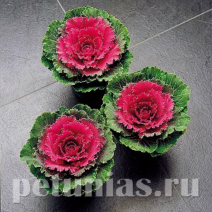 Капуста декоративная Songbird Red - 10 шт 10665 - фото 1833