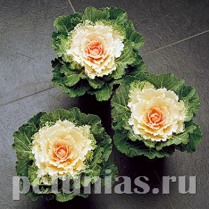 Капуста декоративная Songbird White  - 10 шт 10666 - фото 1834