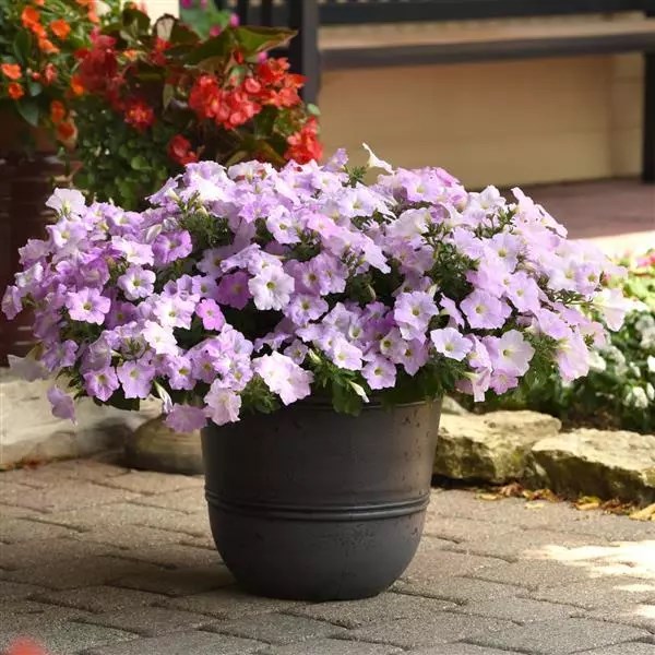 Петуния Wave Misty Lilac - 5 шт 10945 - фото 2055