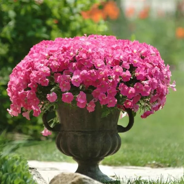 Петуния Shock Wave Rose - 5 шт 10907 - фото 2097