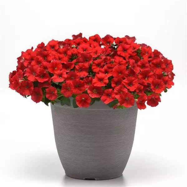 Петуния Shock Wave Red - 5 шт 10906 - фото 2102