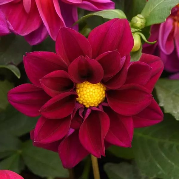 Георгина Figaro Violet Shades - 10 шт 10591 - фото 2216