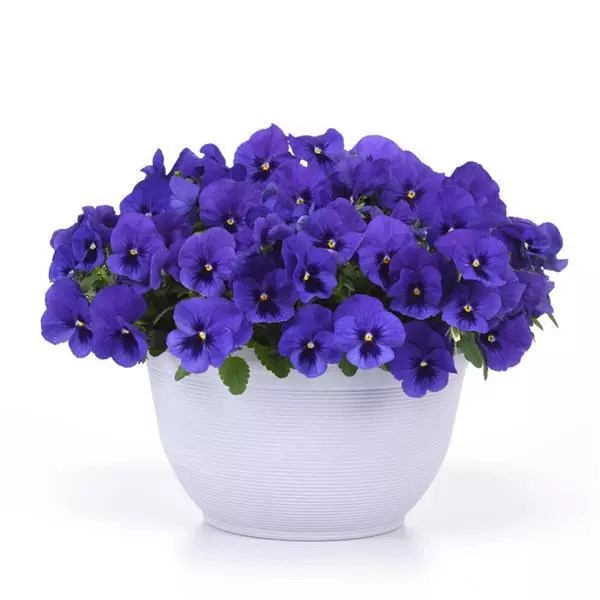 Виола Top Wave Blue Blotch - 3 шт 11397 - фото 2713