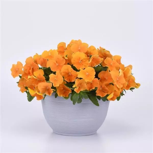 Виола Top Wave Orange - 3 шт 11399 - фото 2719