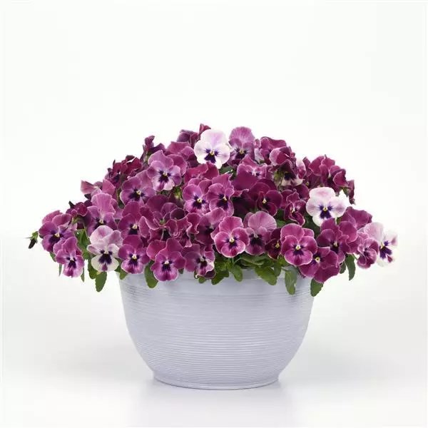 Виола Top Wave Pink Shades - 3 шт 11400 - фото 2721