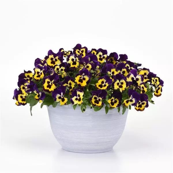 Виола Top Wave Purple Sunburst - 3 шт 11401 - фото 2723