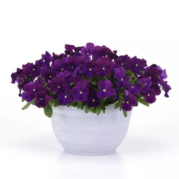 Виола Top Wave Violet - 3 шт 11403 - фото 2729