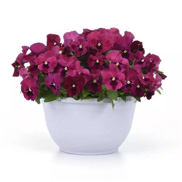 Виола Top Wave Rose Blotch - 3 шт 11404 - фото 2732